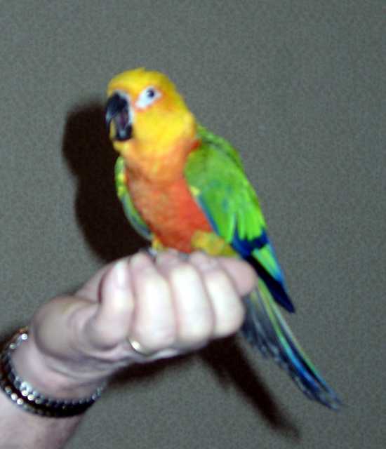 (FC2004)