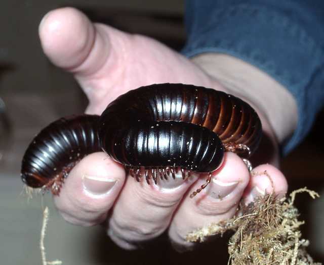 Giant African Milipede (FC2004)