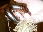 Giant African Milipede (FC2004)