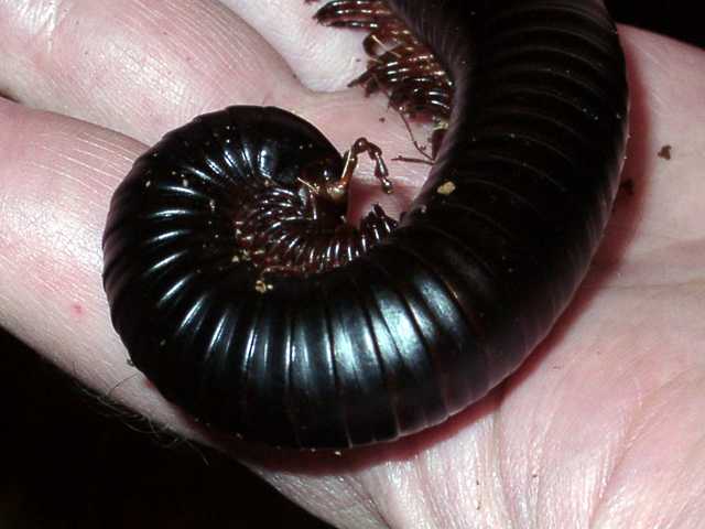 Giant African Milipede (FC2004)
