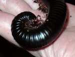 Giant African Milipede (FC2004)