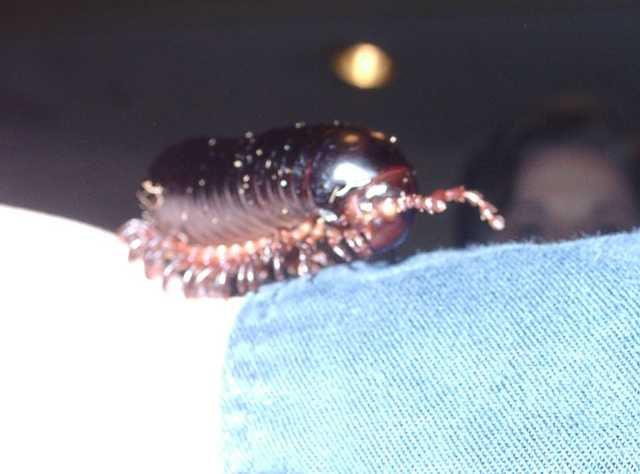 Giant African Milipede (FC2004)