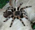 tarantula