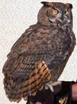 Highlight for Album: Great Horned Owl