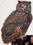 owl-01