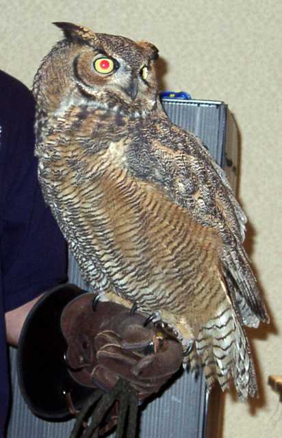 owl-02