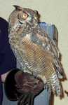 owl-02
