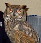 owl-03