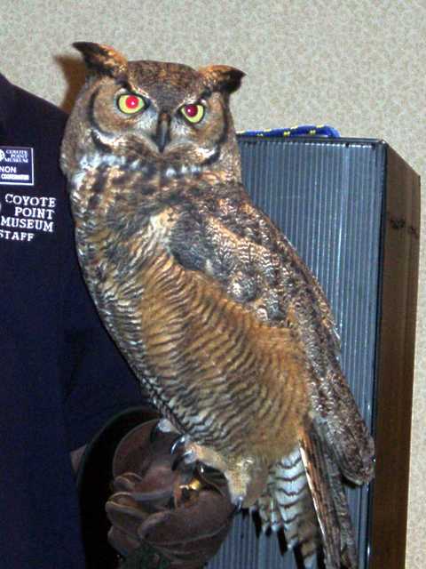 owl-04