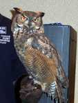 owl-04
