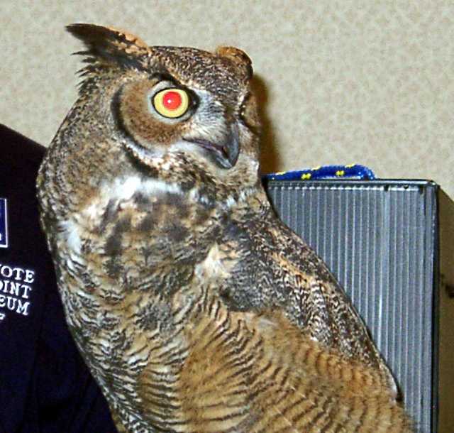 owl-05