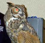 owl-05