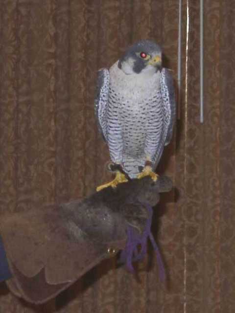falcon01