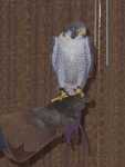falcon01