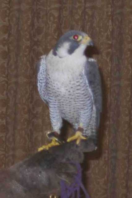 falcon02