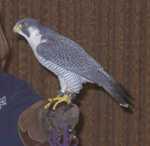falcon03