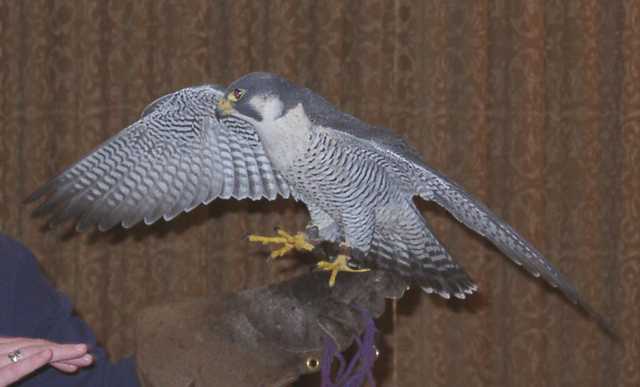 falcon04
