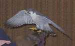 falcon04