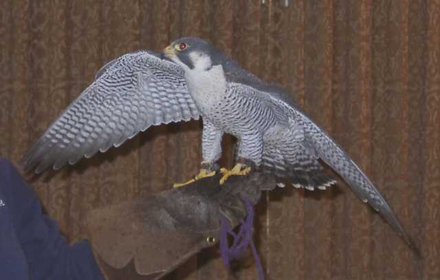 falcon05