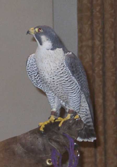falcon06