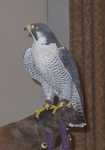 falcon06