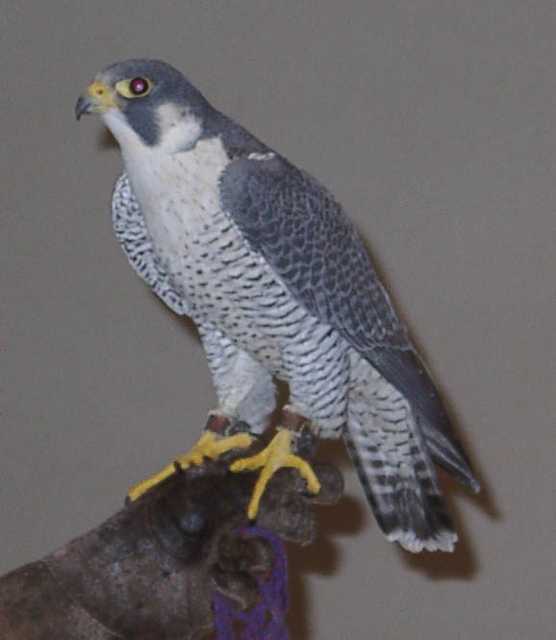 falcon07
