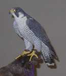 falcon07