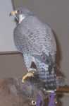falcon08