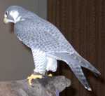 falcon09