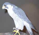falcon10
