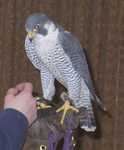 falcon11