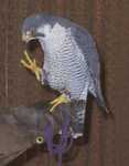 falcon12