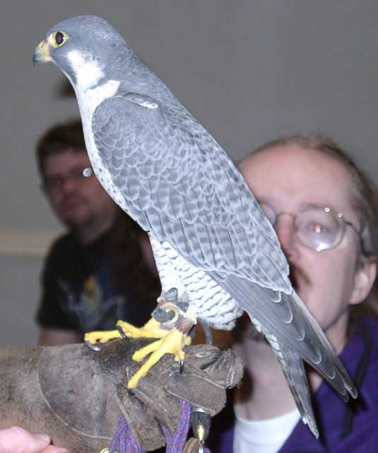 falcon13