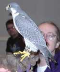 falcon13