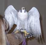 falcon14