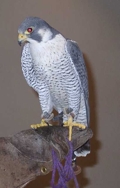 falcon15