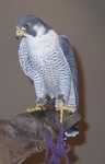 falcon15