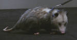 Highlight for Album: Possum