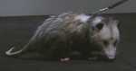possum01