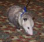 possum02