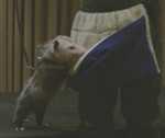 possum03