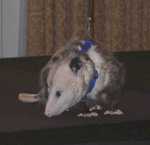 possum04