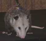 possum05