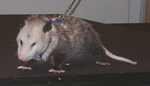 possum06