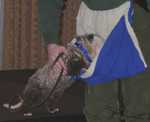 possum07