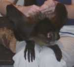 monkey02