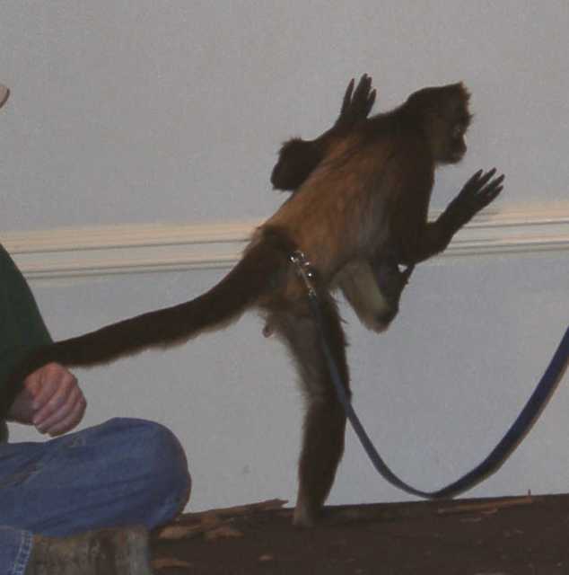 monkey03