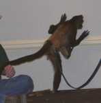 monkey03