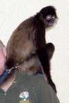 monkey-01
