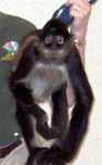 monkey-03